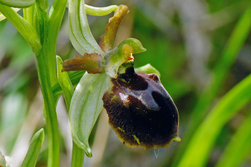 Orchidee da identificare